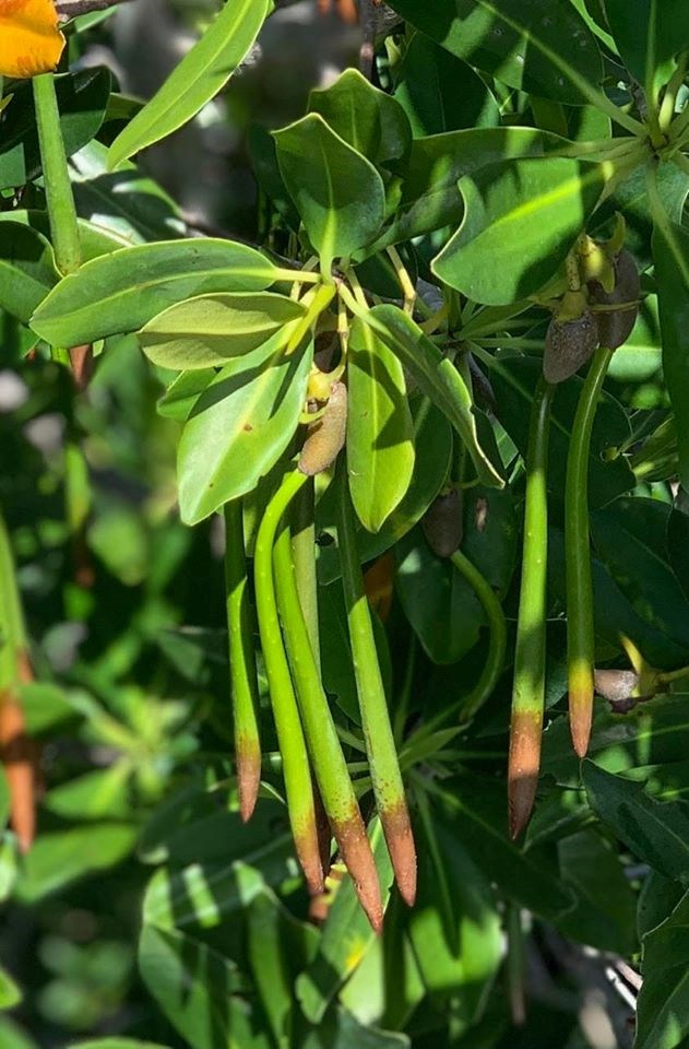 Long green propagules cascade downward from a cluster of glossy green leaves