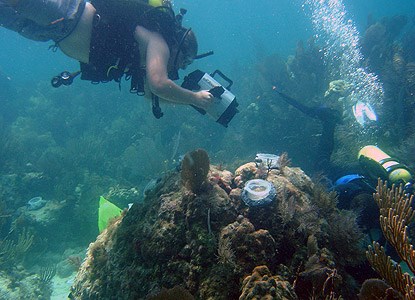 Divers conduct research on coral reproduction and settlement.