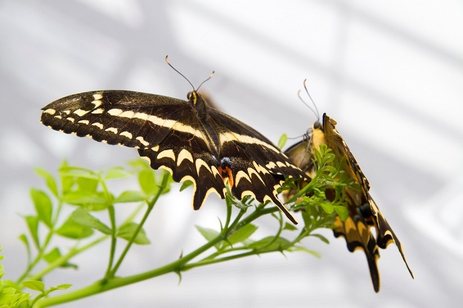 Schaus' swallowtail 2 Schaus' swallowtail 2