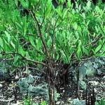 Black mangroves are easily recognized by their snorkel-like pneumatophores.