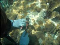 Scraping hull paint off coral