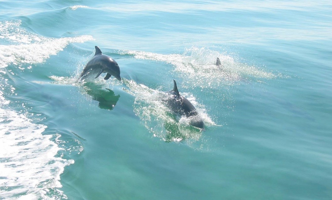 mammals-biscayne-national-park-u-s-national-park-service