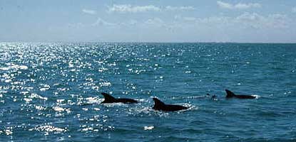 Dolphins on Biscayne Bay Dolphins on Biscayne Bay