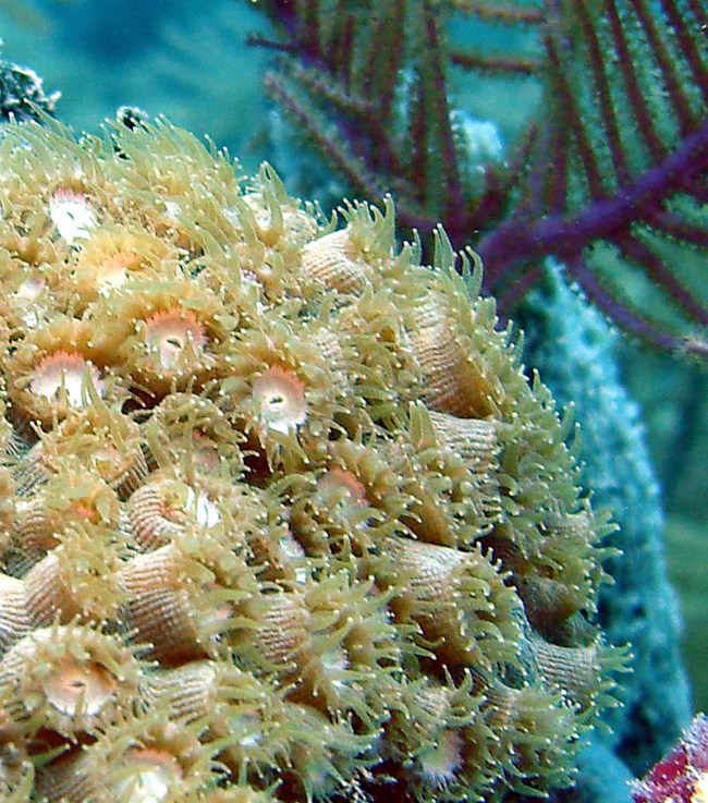 feeding polyps