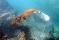 Spilt coral colony at vessel grounding site