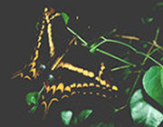 Nature and Science Nature and Science