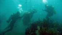 Rebuilding a reef