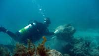 Rebuilding a reef