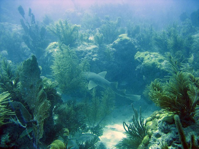 nurse shark