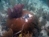 Hull paint embedded in coral