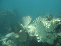 Propeller and broken coral