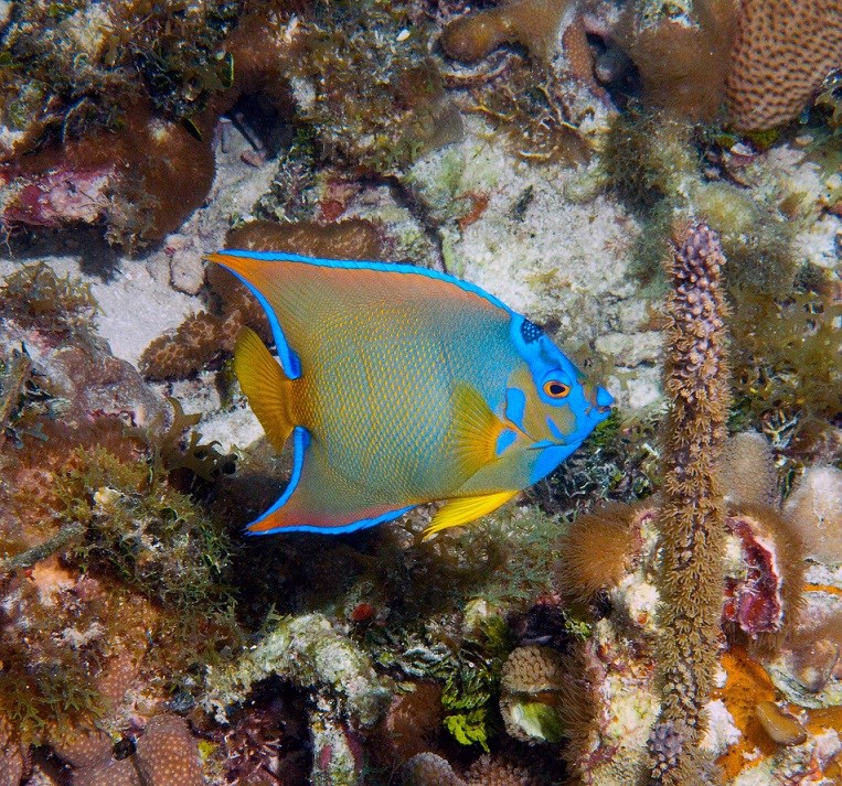 coral reefs biscayne national park u s national park service
