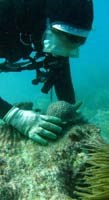 Reattaching coral to the reef