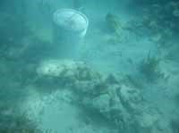 Rebuilding a reef