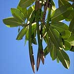 Propagules, or sprouted seeds, on the red mangrove tree.