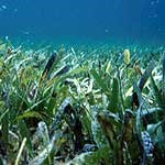 lush seagrass meadow