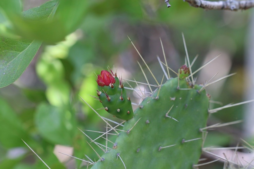 Florida semaphore cactus