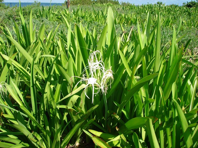 lily
