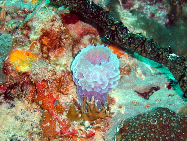 Reef organisms