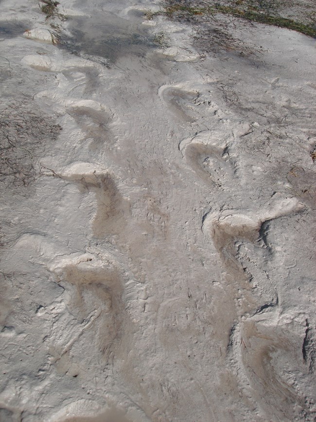 Turtle tracks left on the sand by a nesting loggerhead turtle