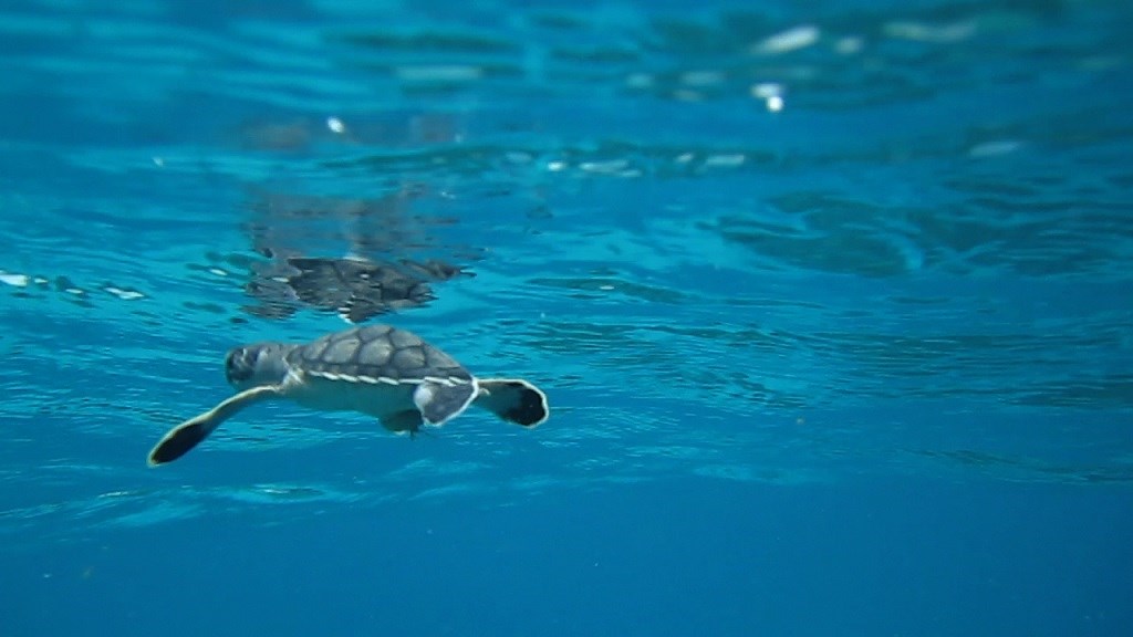 Seaturtle beginning life