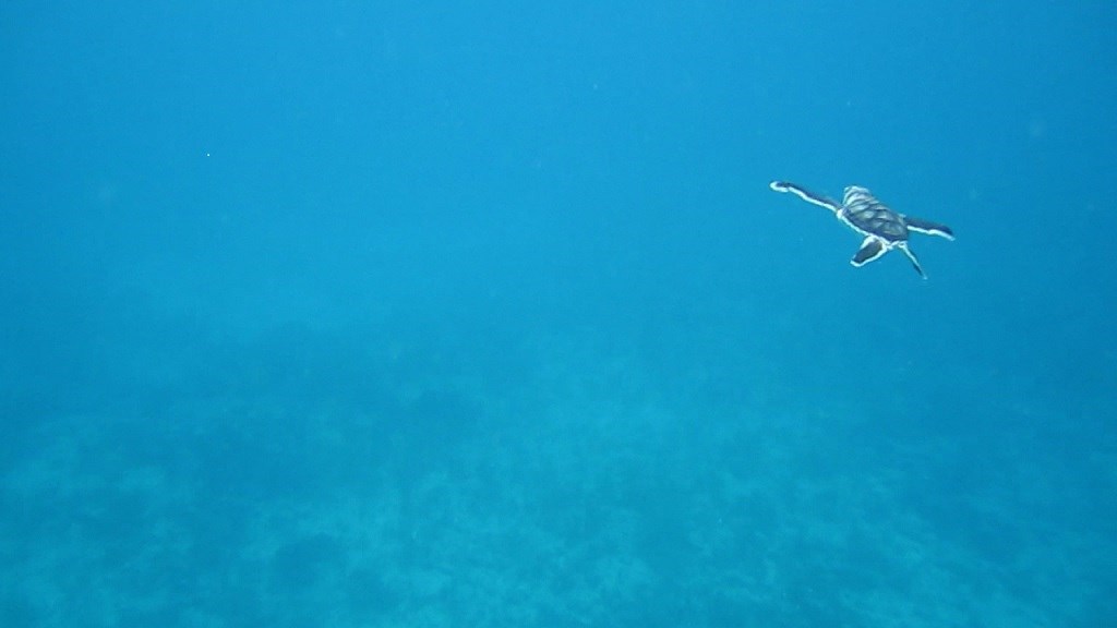 Turtle swimming