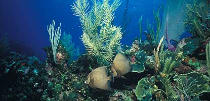Two gray angelfish on reef Two gray angelfish on reef