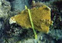 Using cable ties to reattach broken corals to the reef