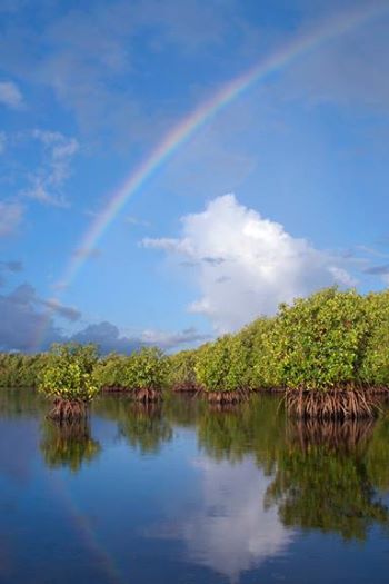 The wild western shoreline of Biscayne Bay -  photography from a canoe by Constance Mier