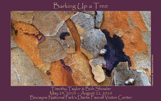 Poisonwood bark has a myriad of colors, including orange, beige, maroon and purple.