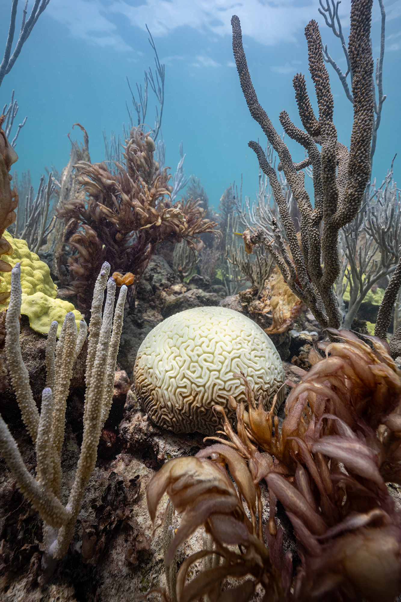 Bleaching Brain Coral A spherical coral colony with brain-like grooves gradates from white above to a reddish-brown at the base. Around it are other marine organisms swish in the water current.