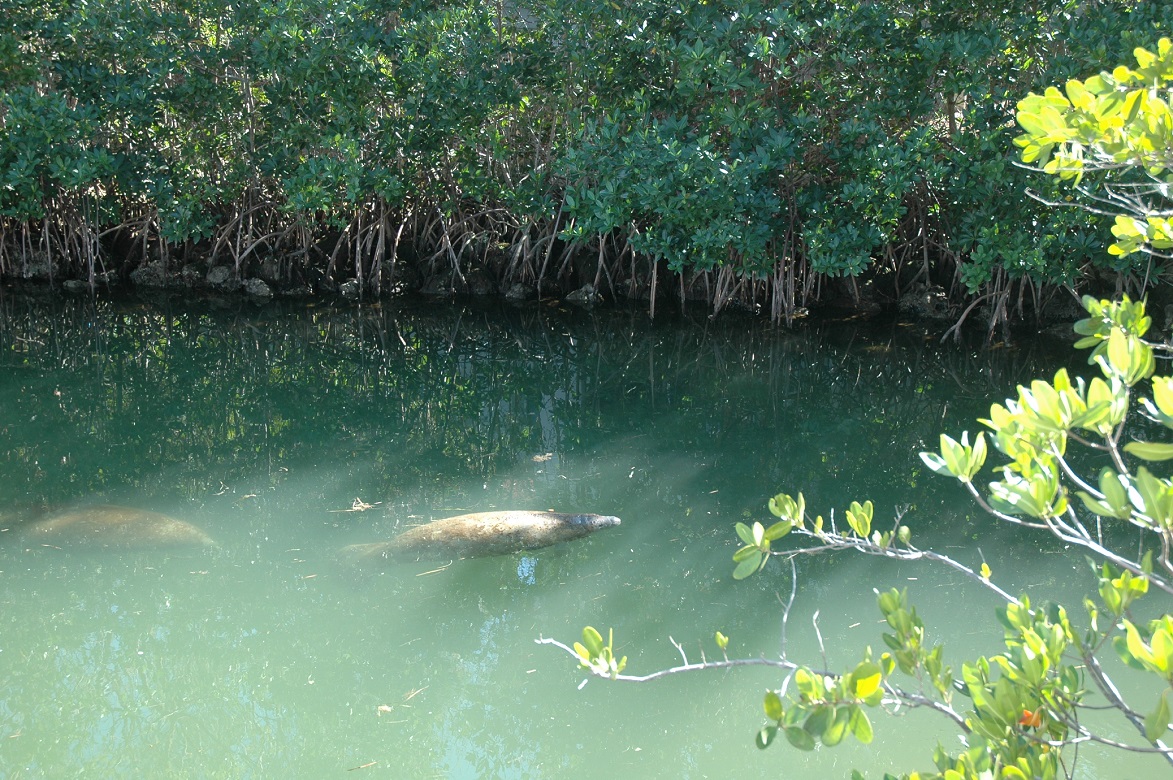 manatees in harbor