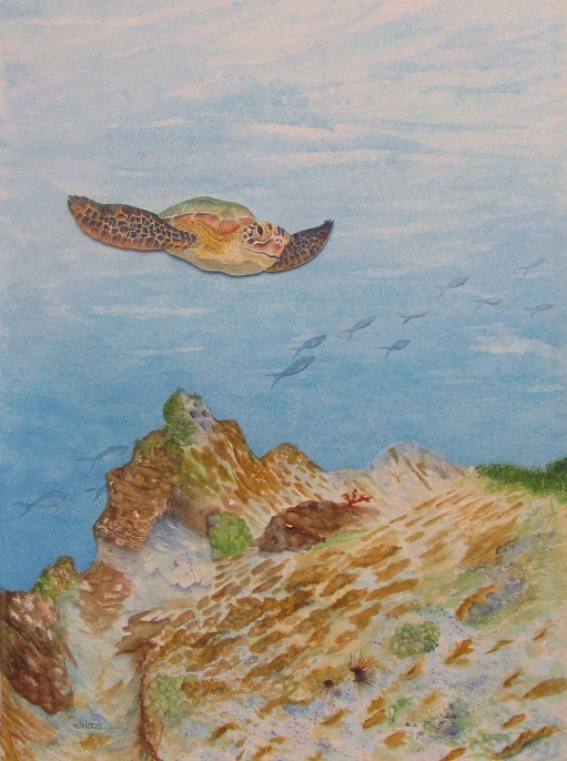 hawksbill turtle art