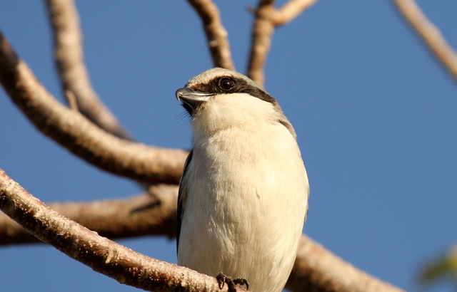 Loggerhead shirke, the "butcher bird," at Dante Fascell Visitor Center, image by Tom Kaestner