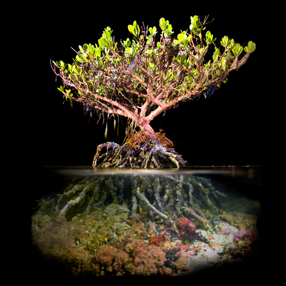 Mangrove tree at night lit above and below the water in an artistic way.