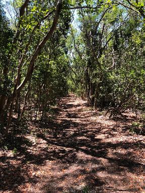 Hiking trail lined with trees casting shadows on the ground.