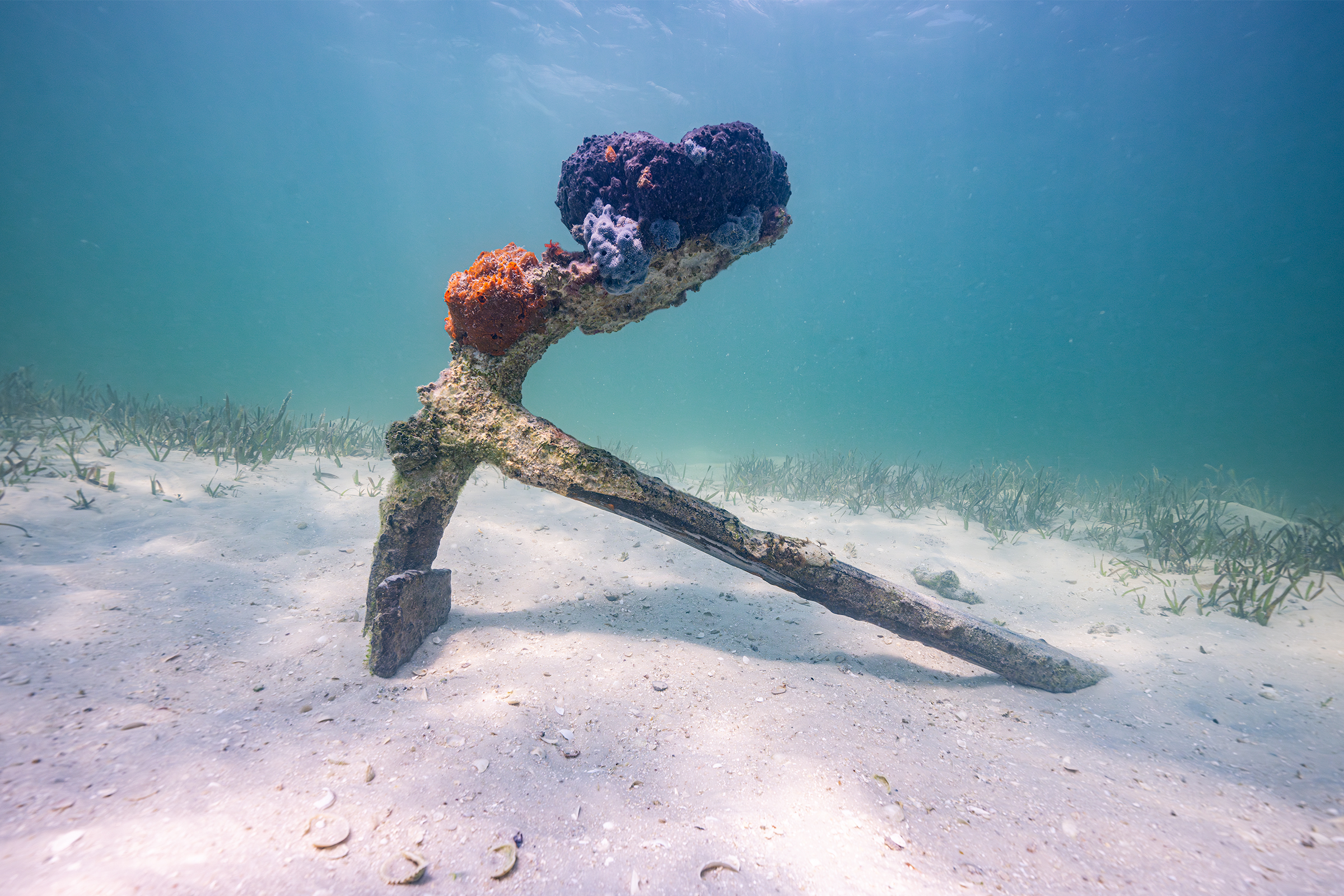 An old anchor encrusted with sponges rests on a sandy bay floor surrounded by seagrass.