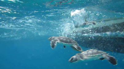 Green sea turtlehatchlings released in Biscayne National Park (NPS photo by Ryan Fura).