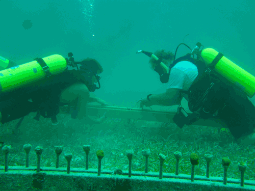 Coral Nursery Maintenance