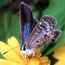 Miami Blue Butterfly