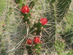 A rare Semaphore cactus from Biscayne National Park