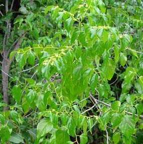 Colubrina asiatica is one of many exotic invasive plants found in Biscayne National Park