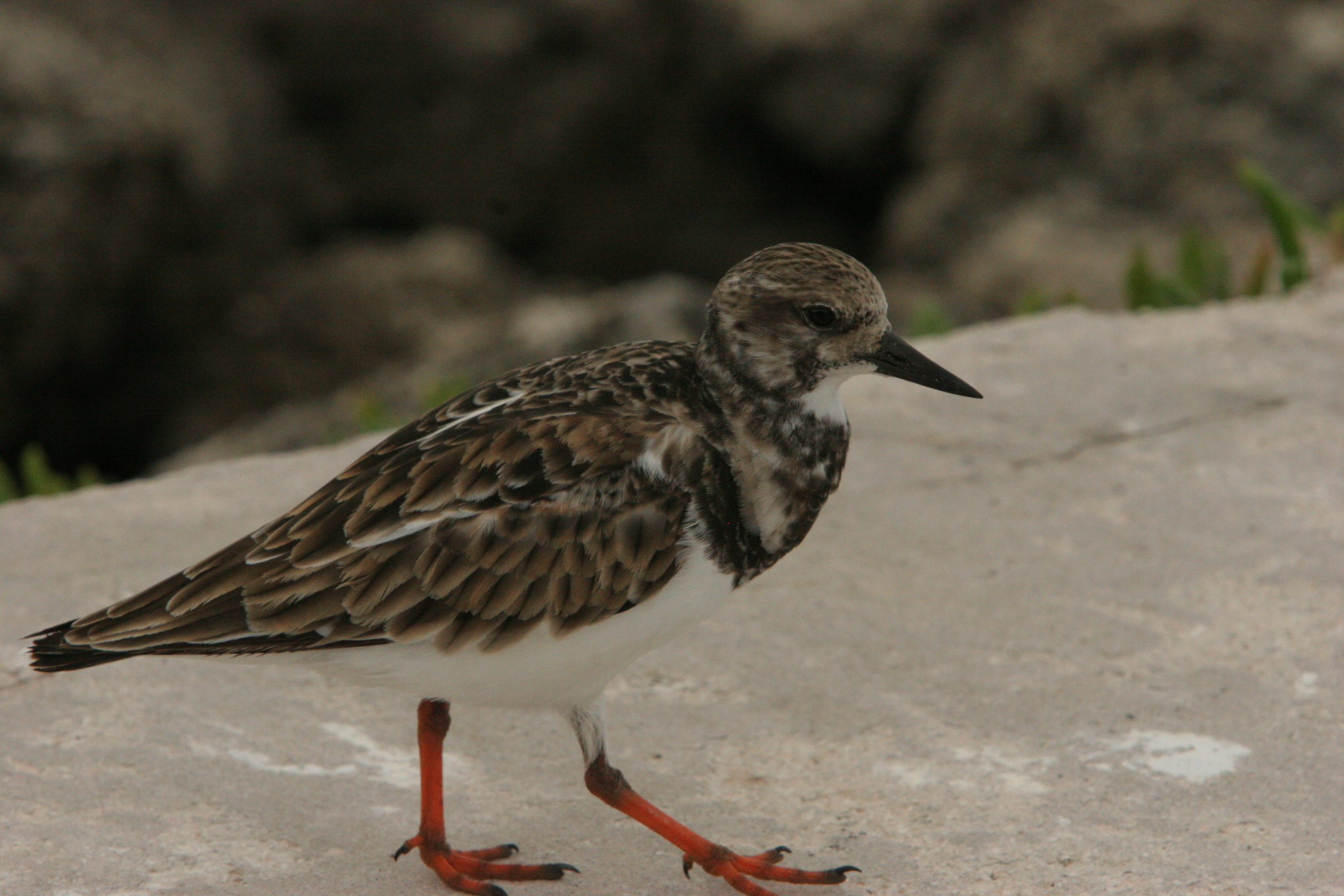 Birding in Biscayne