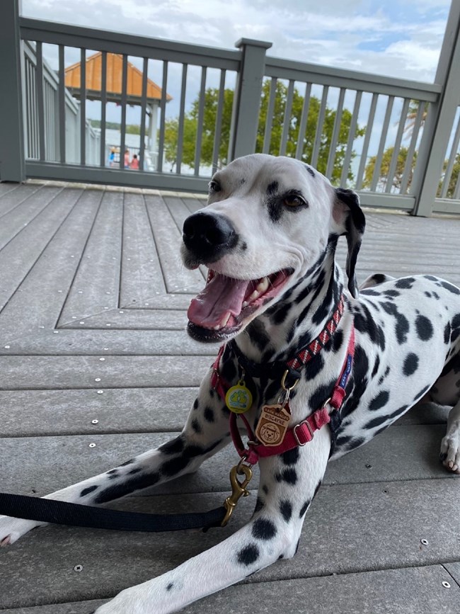 White dog with black spots wearing a small wooden BARK ranger badge