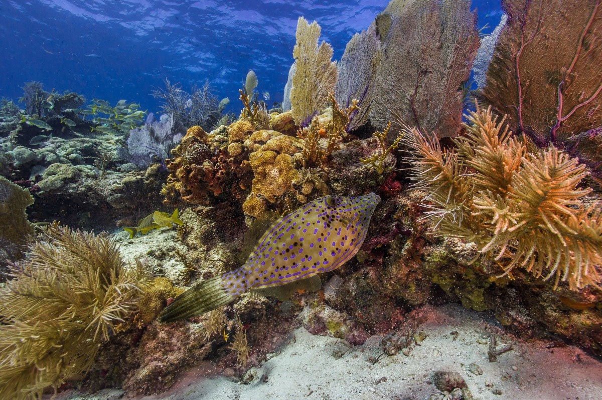Colorful coral reef life