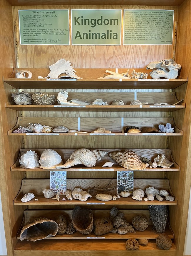 A series of several wooden shelves hold specimens of several animals including seashells, dried fish, sponges, and a manatee skull.