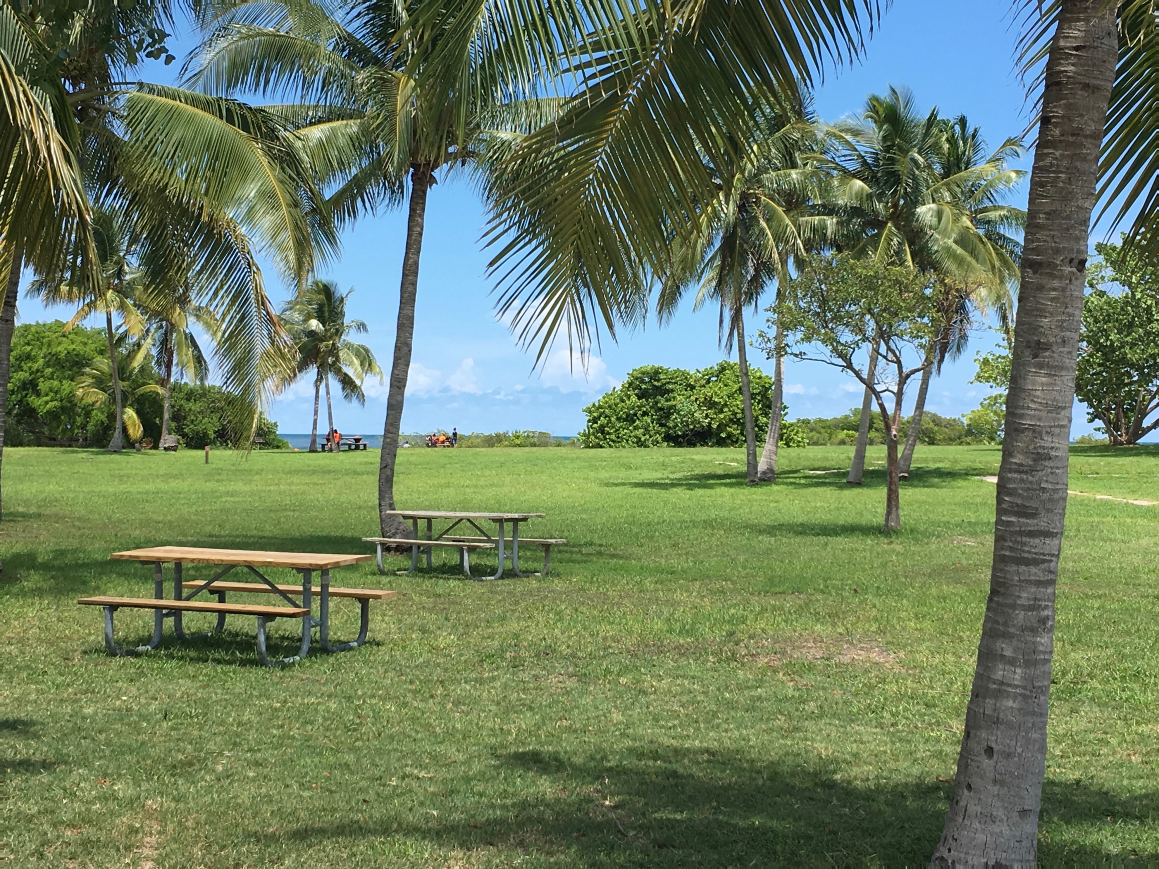 Grassy open area with palm trees, picnic tables and people camping in the distance.