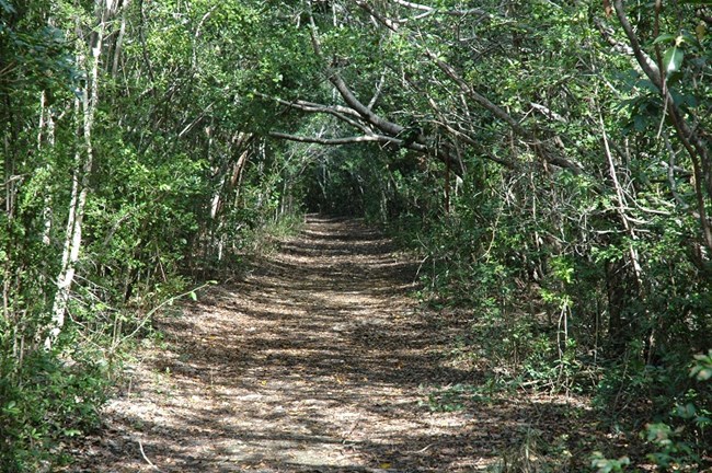 Elliott Key trail view