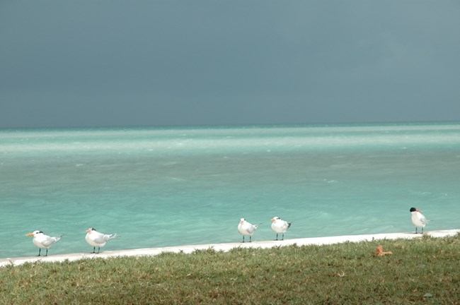 Tern line-up