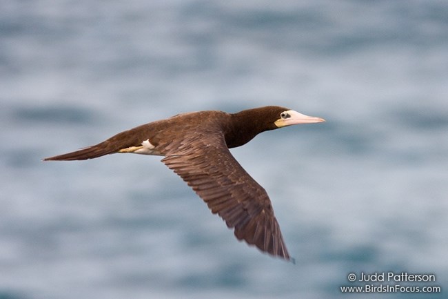 BrownBooby BrownBooby